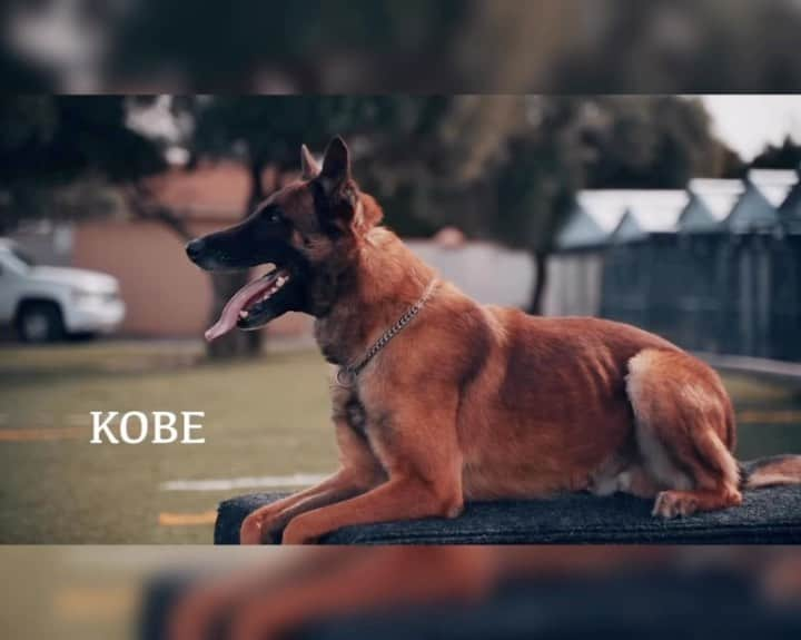 パトリック・ピーターソンのインスタグラム：「Only the best for @kobe2peterson !!! Can’t thank @k9defense enough for the amazing work they’ve put into our families best friend and protector Kobe! 🙏🏾」