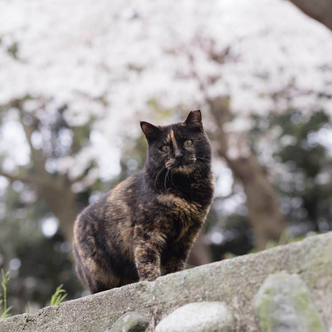 末吉 弦太のインスタグラム：「桜とイチコ  #僕らの居場所は言わにゃいで ・ 外で暮らす動物たちの写真をインターネット上で公開する際は、虐待や遺棄を考えている人たちがあなたの発信した情報を悪用する可能性について考慮し、具体的な地名や位置情報などを伏せ、背景にも場所が特定できないようご配慮をお願い申し上げます。 ・ When you post the photo of stray cat, Please Don’t publish about location. If Abusers find your photo.They will come to hurt strays. Please save the life of animals !! ・ 为了在外生存的流浪猫和其它动物们能够平静的生活，请不要公开摄影的场所. ・ 길 고양이나 야외 생활을 하고 있는 동물들의 편안한 생활을 위해 촬영 장소는 공개하지 않도록 하겠습니다. ・ หากคุณถ่ายรูปแมวจรจัด กรุณาอย่าลงสถานที่ที่คุณได้ถ่ายพวกเค้าไว้ เนื่องจากอาจมีคนใจร้ายไปทำอันตรายต่อแมวได้ มาช่วยกันอนุรักษ์แมวกันนะครับ」