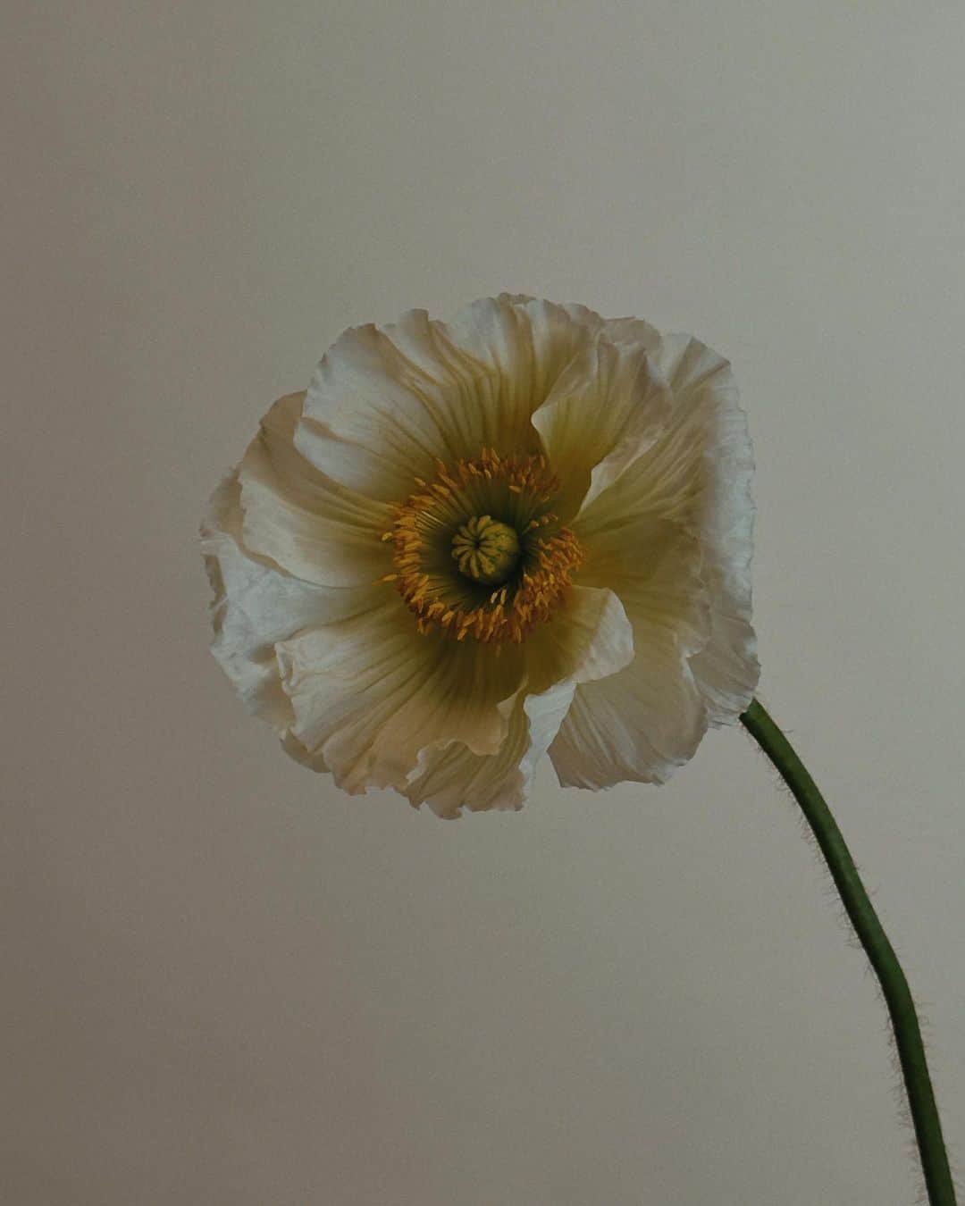アリス・ガオさんのインスタグラム写真 - (アリス・ガオInstagram)「poppy portraits  #shotoniphone」4月12日 8時26分 - alice_gao