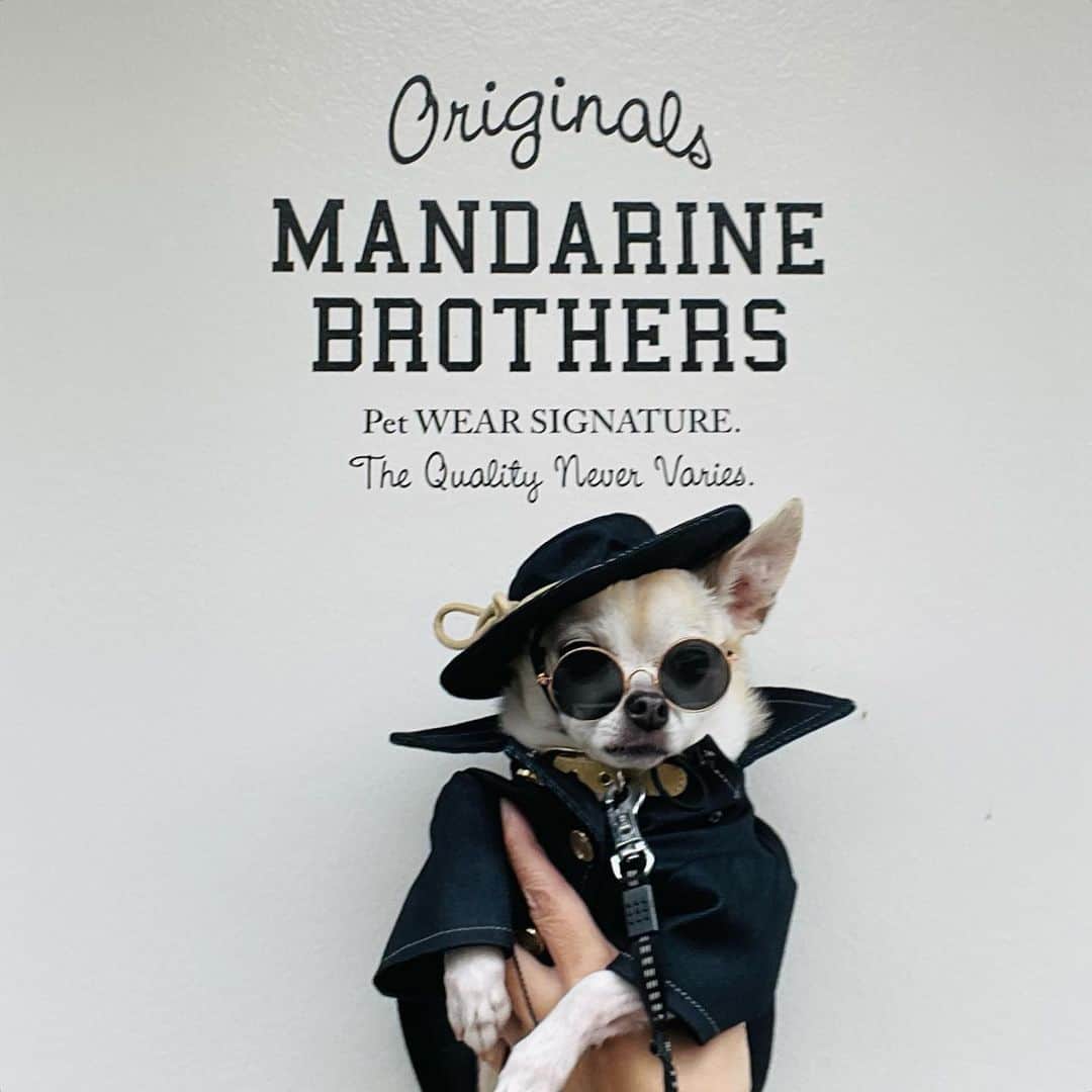 紋次郎さんのインスタグラム写真 - (紋次郎Instagram)「中目黒にオープンした MANDARIN BROTHERS  とってもおしゃれ。 で、素敵な壁☺️ WBCの時にYahoo!ニュースででてたおしゃれわんこにも会った！ @mandarinebrothers_shop   #dog#dogstagram#instadog#chihuahua#barkbox#mydogiscutest#buzzfeed#dog_features#fluffypack#barkpack#dogsofinstagram#犬#チワワ#手作り#handmade#着物#fashion#紋次郎一家#チーム茶#ふわもこ部#igersjp#peco犬部#dogfashion #whisky」4月12日 8時26分 - montjiro
