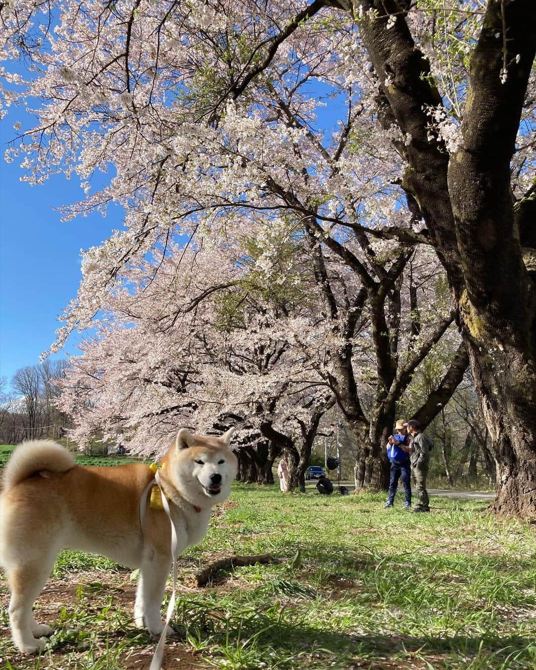 てんパパさんのインスタグラム写真 - (てんパパInstagram)「標高740mの清春芸術村の桜はだいぶ散っていたけど、 780mの蕪の桜並木は満開でした。 #蕪の桜並木 #お花見ハンター　#お花見ハンターてん　#花とてん　#北杜の桜旅」4月12日 8時35分 - tenchan.shiba