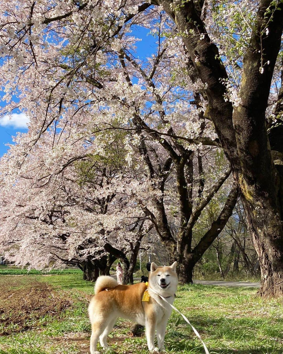 てんパパさんのインスタグラム写真 - (てんパパInstagram)「標高740mの清春芸術村の桜はだいぶ散っていたけど、 780mの蕪の桜並木は満開でした。 #蕪の桜並木 #お花見ハンター　#お花見ハンターてん　#花とてん　#北杜の桜旅」4月12日 8時35分 - tenchan.shiba