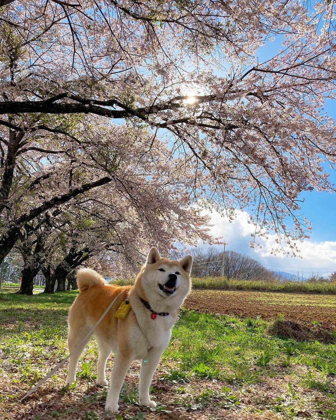 てんパパさんのインスタグラム写真 - (てんパパInstagram)「標高740mの清春芸術村の桜はだいぶ散っていたけど、 780mの蕪の桜並木は満開でした。 #蕪の桜並木 #お花見ハンター　#お花見ハンターてん　#花とてん　#北杜の桜旅」4月12日 8時35分 - tenchan.shiba