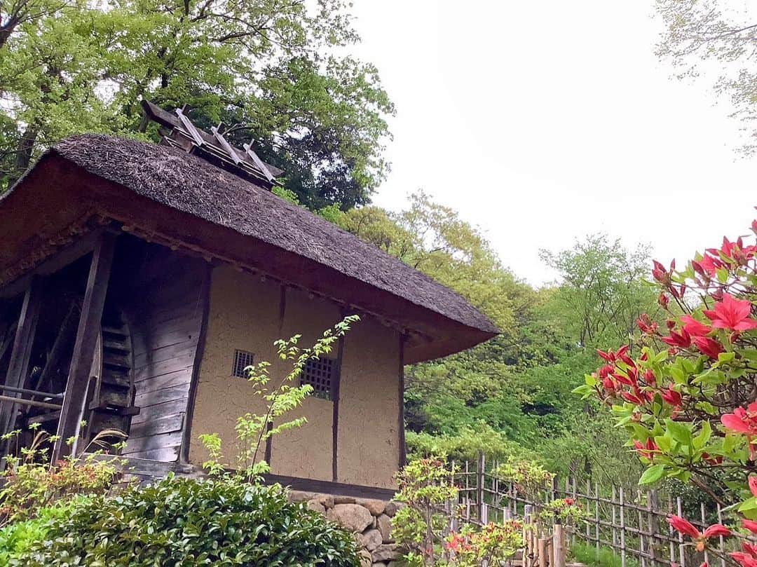 依田司さんのインスタグラム写真 - (依田司Instagram)「4月12日（水） 茅葺き屋根の古民家がずらりと並び、人々の古き良き時代を残す「川崎市立日本民家園」では、「５月飾り」や、「ヤマツツジ（例年より少し早い開花）」が、道すがら咲き季節の変わり目を彩っています。 また、期間限定・土日祝開催の古民家カフェも営業中。今年は毎週の土日に様々な店舗が入りいつ来ても楽しめるラインナップとなっています。いただいたローストポーク丼は絶品です。お肉好きな方は是非。 布で作ったこいのぼりなど、昔見たであろう景色を眺めながらのんびり過ごせる空間で、ゆっくりした時の流れを楽しんでみてはいかがでしょうか。  #川崎市立日本民家園 #CHUMS #チャムス #依田さん #依田司 #お天気検定 #テレビ朝日 #グッドモーニング #気象予報士 #お天気キャスター #森林インストラクター #グリーンセイバーアドバンス #プロジェクトワイルド #IPCC伝導者 #japan #japantrip #japantravel #unknownjapan #japanAdvenそture #japanlife #lifeinjapan #instagramjapan #instajapan #療癒 #ilovejapan #weather #weathercaster #weatherforecast」4月12日 8時37分 - tsukasa_yoda