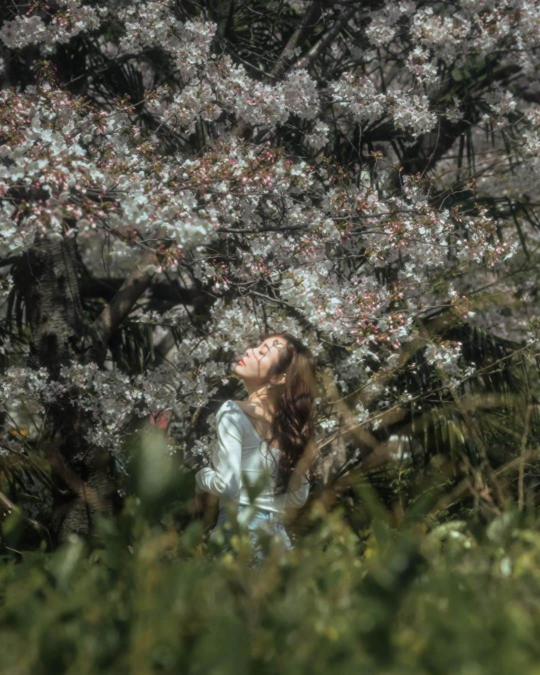 白井ゆかりのインスタグラム：「🌸🌛  photo @headman_tossy   #桜撮影 #桜2023 #桜ポートレート」