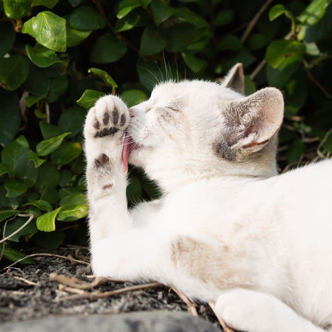 五十嵐健太のインスタグラム：「肉球クリーニング #猫　#シャムミックス　#シャムトラ」