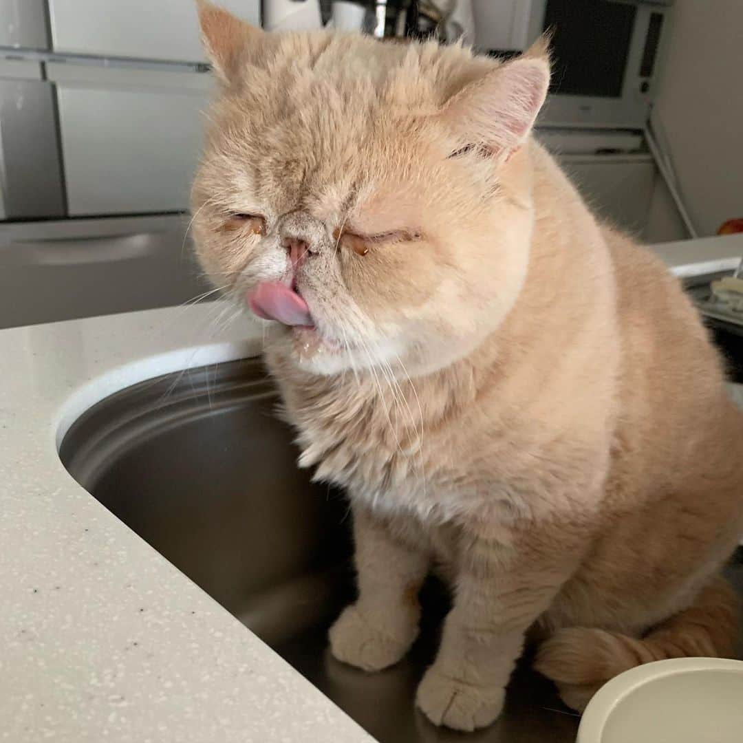 マッシュさんのインスタグラム写真 - (マッシュInstagram)「おはようございマッシュ！ 今日もお水がまいうーです。 #舌でとる #まいうー #mash1126a  #マッシュのぺちゃんこライフ #cat #マッシュ #エキゾチックショートヘア #ねこ　#ネコ  #猫 #kitty  #猫部 #ねこ部 #ねこあつめ #にゃんだふるらいふ #猫莫迦 #catstagram #ExoticShorthair #catsofinstagram #catsosofinstagram #katten #kitten」4月12日 8時50分 - mash1126a
