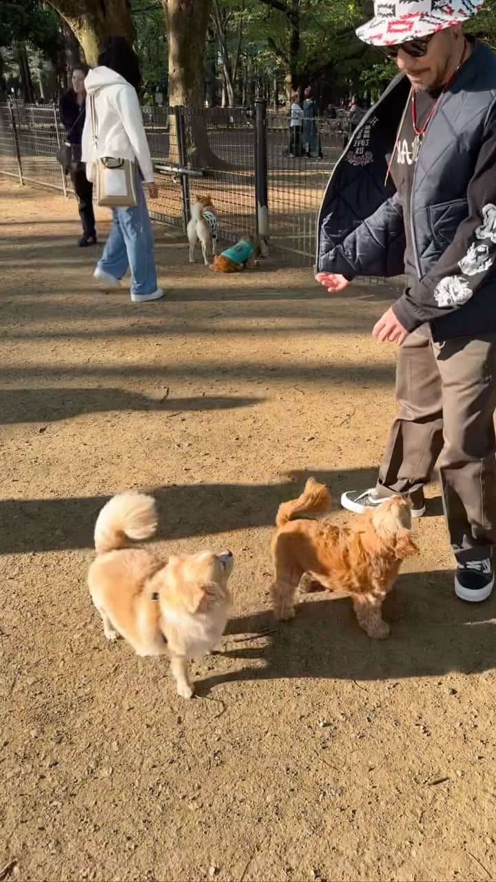 浅野宏明のインスタグラム：「いつかは大型犬と戦いたい🐶🔥  #dog#dogoftheday #doglover #doglife #犬#犬のいる暮らし #犬好きな人と繋がりたい」