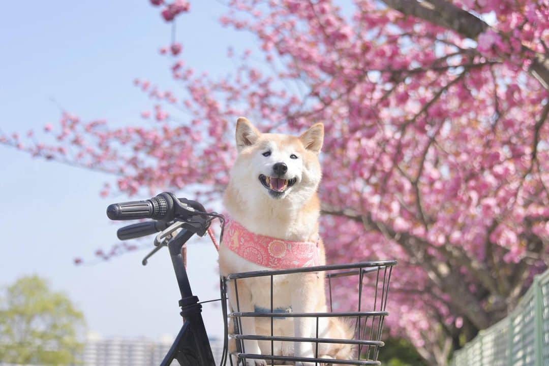 meekooのインスタグラム：「この笑顔に私は胸がいっぱいです🌸☺️🌸 2023.4.11撮影」