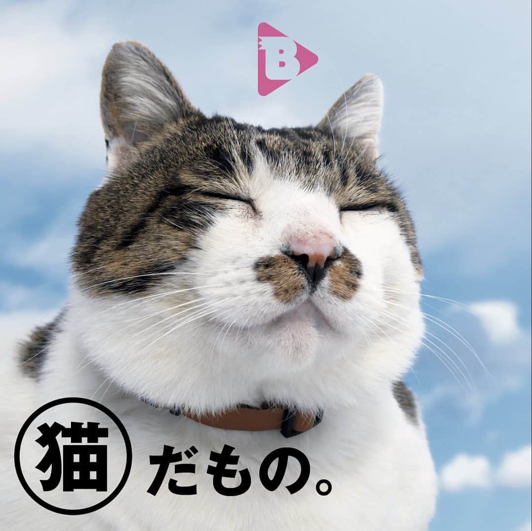 ブルータスさんのインスタグラム写真 - (ブルータスInstagram)「＼最新ムックから記事公開／ 【BRUTUS.jp】デイリーブルータス 376 猫だもの。  すっと寄って甘えてきたかと思えば、突然そっぽを向いてどこかへすたすたと歩いていってしまう。猫は、あくまで猫である。発売中のムック本「猫だもの。」より、私たちの身近に存在する“猫”という不思議について、考えます。  1. 池田エライザ×ビスケとシャンプー。「猫は嘘がないから、人間よりもシンパシーを感じる」 @elaiza_ikd @go_shampoo_go  2. 魚たちと仲良く共同生活⁉︎お客を呼び込む、熱帯魚店の招き猫たち  3. なぜ、ますむらひろしは宮沢賢治の名作『銀河鉄道の夜』を幾度も猫で描くのか  BRUTUS.JPでは様々なテーマで、好奇心を上書きするミニ特集 #デイリーブルータス を平日のみ毎日配信。プロフィールのリンクからチェック @brutusmag  #BRUTUS #ブルータス #雑誌 #猫 #ねこ #ネコ #cat #猫好き #池田エライザ #看板猫 #横須賀 #ますむらひろし #宮沢賢治 #銀河鉄道の夜」4月12日 10時25分 - brutusmag