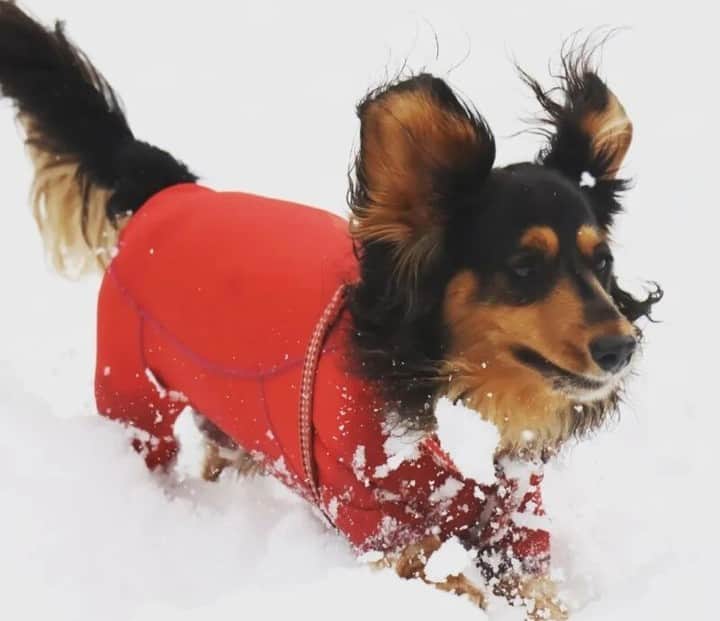 sippoさんのインスタグラム写真 - (sippoInstagram)「『sippoストーリー 』からの紹介です🐕 ミニチュアダックスフンドのカイザーくん（６歳）雪遊びで大はしゃぎ😆❄端っこで緊張で鼻水を垂らしていた姿が可愛くて迎えることに😌💖  飼い主さん：カイママ ㅤ sippoのサイト（sippo.asahi.com）で、飼い主さんに投稿してもらった、犬や猫のとっておきストーリーをご紹介しています。 @sippo_official プロフィールのサイトリンクから、『sippoストーリー 』をご覧下さい👀✨ ㅤ あなたとペットのストーリーを募集しています！ #sippoストーリー をつけて、犬や猫の写真を投稿してくださいね🌸採用された方には、編集部からDMでご連絡差し上げます🐾  #sippoストーリー #犬 #イヌ #ワンコ #ミニチュアダックスフンド #ダックス」4月12日 11時01分 - sippo_official