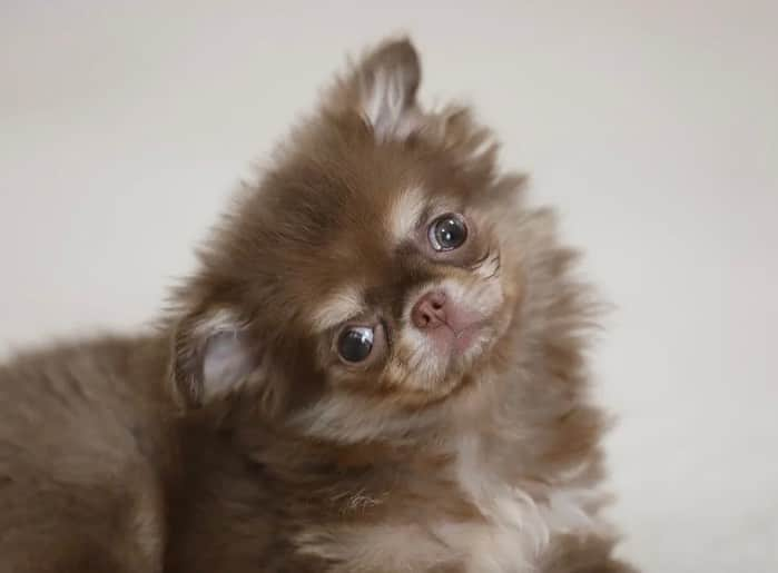 犬小屋??さんのインスタグラム写真 - (犬小屋??Instagram)「今日のだんな様❤️ 誕生から100日め㊗️ ご飯ももりもり食べて おしっこも心配ない！優秀児👏 トイレシートをあちこちに広げているのは、トイレまで戻れないと可哀想だから💦 シートでさえしてくれればそれで良い！ 褒める声が大きいのはご愛嬌💦  #canon #chihuahua #chihuahuastagram  #chihuahualife  #チワワ #チワワ大好き  #チワワ多頭飼い  #チワワパピー #ちわすたぐらむ  #だんなすたぐらむ  #キンダーガーテンアミ」4月12日 11時01分 - tiwa1109