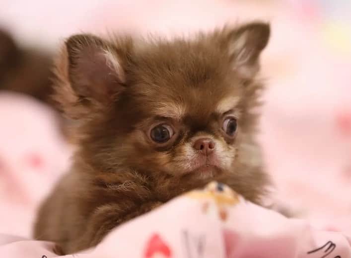 犬小屋??のインスタグラム