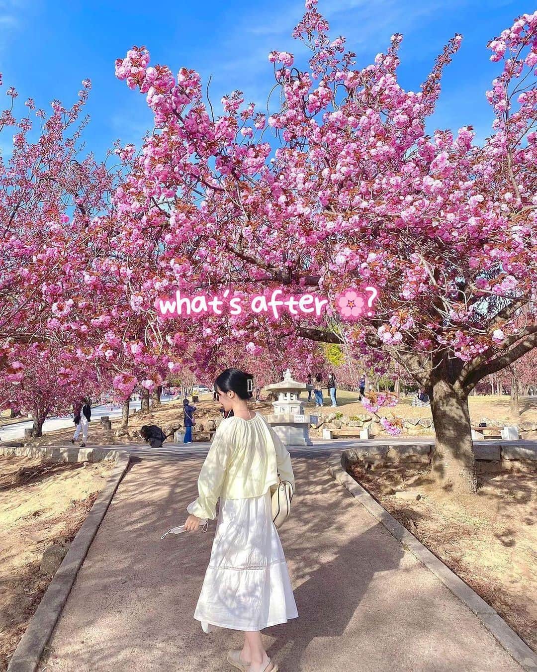 ジンエアーのインスタグラム：「#벚꽃엔딩 후에 찾아오는 #겹벚꽃  벚꽃이 졌다고 아쉬워하기엔 일러요!  복슬복슬 통통한 왕벚꽃이 기다리고 있으니까요💗  일반 벚꽃보다 개화가 늦는 겹벚꽃은 지금 포항경주 일대를 화려하게 물들이고 있답니다(′ᵕ′*)  겹벚꽃 핫스팟들이 모여있는 포항경주로 이번 주말여행을 떠나보는 건 어떨까요?  🌸포항경주 겹벚꽃 명소 - 경주 불국사 겹벚꽃 군락지 - 경주 선덕여왕길 - 경주 보문단지 - 포항 영일대 호수공원  ✈️진에어 김포-포항경주 - 매일 9:35 출발 10:35 도착 - 반가운 신규 고객이라면 항공권이 반값!  자세한 내용은 프로필 링크를 참조해 보세요🙌  📷by @amoureuxeg」