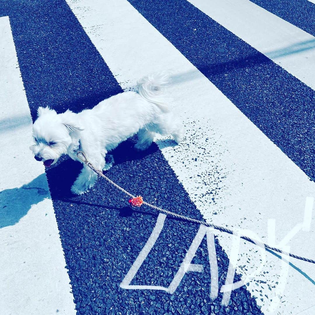 中野敬久さんのインスタグラム写真 - (中野敬久Instagram)「#lady #akane #maltese #dog #storyline」4月12日 11時09分 - hirohisanakano