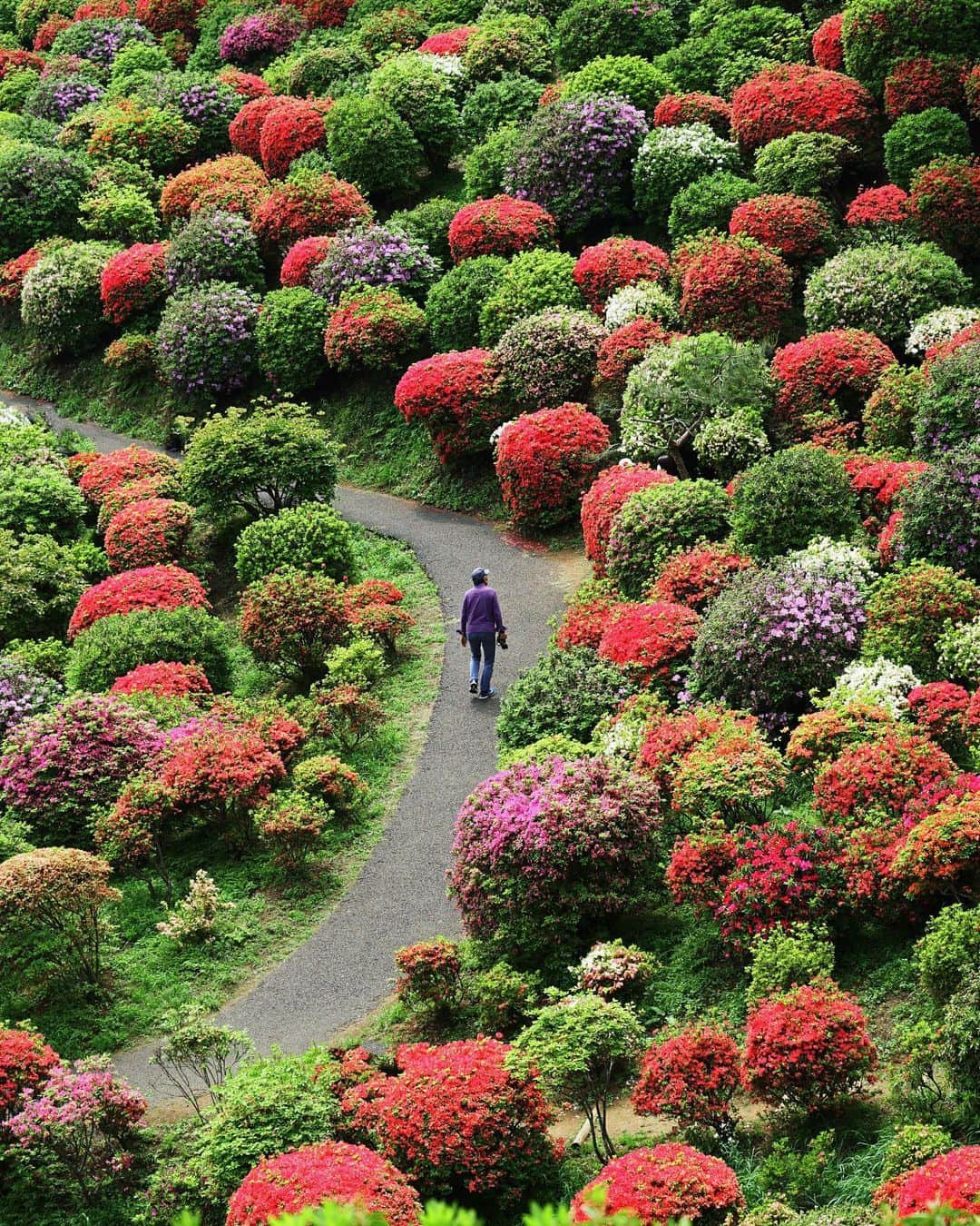 masayaさんのインスタグラム写真 - (masayaInstagram)「塩船観音寺 つづじ園 Shiofune Kannon-ji  The 17,000 azalea trees temple in the West of Tokyo April 2022」4月12日 22時03分 - moonlightice