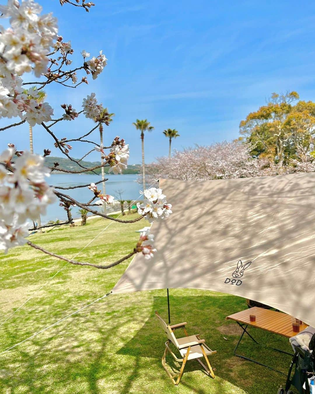 平地真菜さんのインスタグラム写真 - (平地真菜Instagram)「【ディキャンプ体験🌸】 桜の季節に四本堂公園で デイキャンプしてきました〜！✨  釣りの師匠がキャンプにすっかりハマってしまっていて、最初は師匠を取られた！くらいに思っていました。  でも、一度体験してみると 「これはハマる…」と納得。  心地よい風を感じながら食材を準備して、 海と桜を眺めながら美味しいご飯食べて、 まったりコーヒー飲んで、 デザートのクレープを食べて。  幸せ、、、ってコメントしか 出てきませんでした笑  キャンプと聞くと テントの片付けが大変で、 洗い物も沢山あるし、、、 と思っていたけど想像以上に手軽！  まあ、全て師匠の持ち物なんですけれどね😂 お借りしましたw  当たり前だけど、子供の頃に比べたら洗い物に慣れているし片付けも苦じゃなくなっていて「いろんな事に慣れたんだなぁ」と、歳をとったことを実感した瞬間でもありました😂  周りの人が人生を楽しんでいるから、 それに乗っかって 私も楽しませてもらっています🙋‍♀️✨  ありがたい！ 最高〜🤗  #時差投稿 #春のうちに #四本堂公園キャンプ場 #キャンプ飯 #デイキャン  次は釣竿持って行こう〜🎣 キャンプファイヤーもしたい〜」4月12日 22時07分 - mana_hirachi