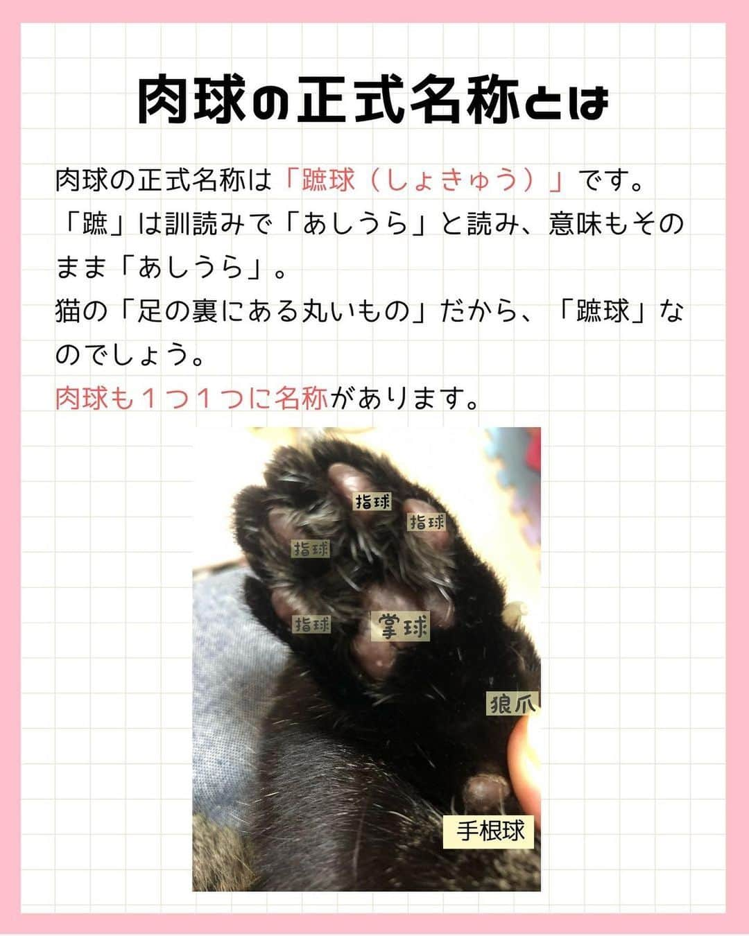 猫壱（ねこいち•ネコイチ）さんのインスタグラム写真 - (猫壱（ねこいち•ネコイチ）Instagram)「猫の肉球の正式名称知ってる？！  知ってるようで知らない、豆知識をご紹介します👍✨  :::::::::#猫壱 :::::::  猫壱は\猫が幸せ、私も幸せ/をモットーに猫グッズの開発に取り組んでいます♪ ▫ 気になる方は @necoichicojp をチェックしてみてくださいね！ ▫  ................................................  #猫壱豆知識#猫壱#necoichi #ねこあるある #猫あるある」4月12日 20時36分 - necoichicojp