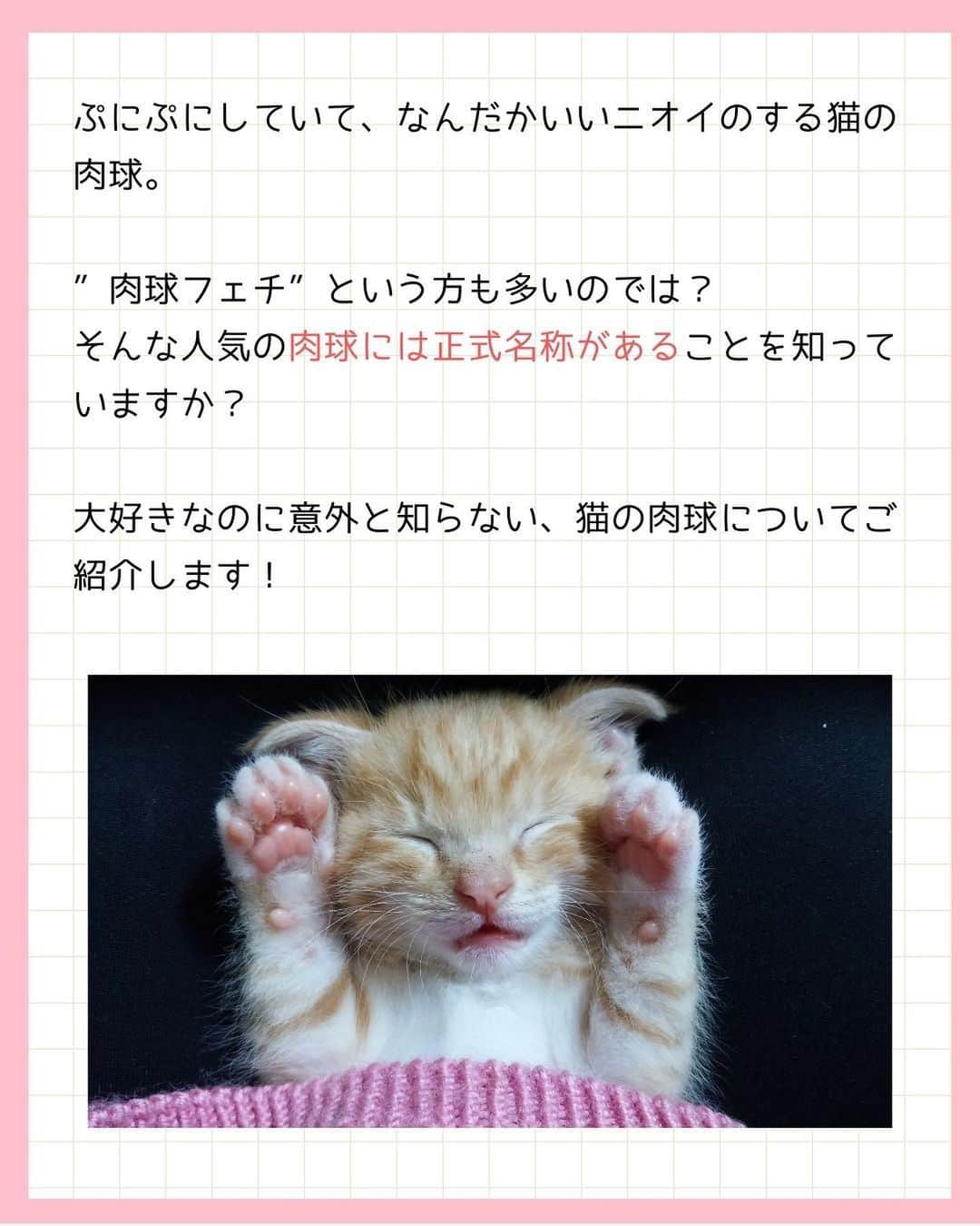 猫壱（ねこいち•ネコイチ）さんのインスタグラム写真 - (猫壱（ねこいち•ネコイチ）Instagram)「猫の肉球の正式名称知ってる？！  知ってるようで知らない、豆知識をご紹介します👍✨  :::::::::#猫壱 :::::::  猫壱は\猫が幸せ、私も幸せ/をモットーに猫グッズの開発に取り組んでいます♪ ▫ 気になる方は @necoichicojp をチェックしてみてくださいね！ ▫  ................................................  #猫壱豆知識#猫壱#necoichi #ねこあるある #猫あるある」4月12日 20時36分 - necoichicojp