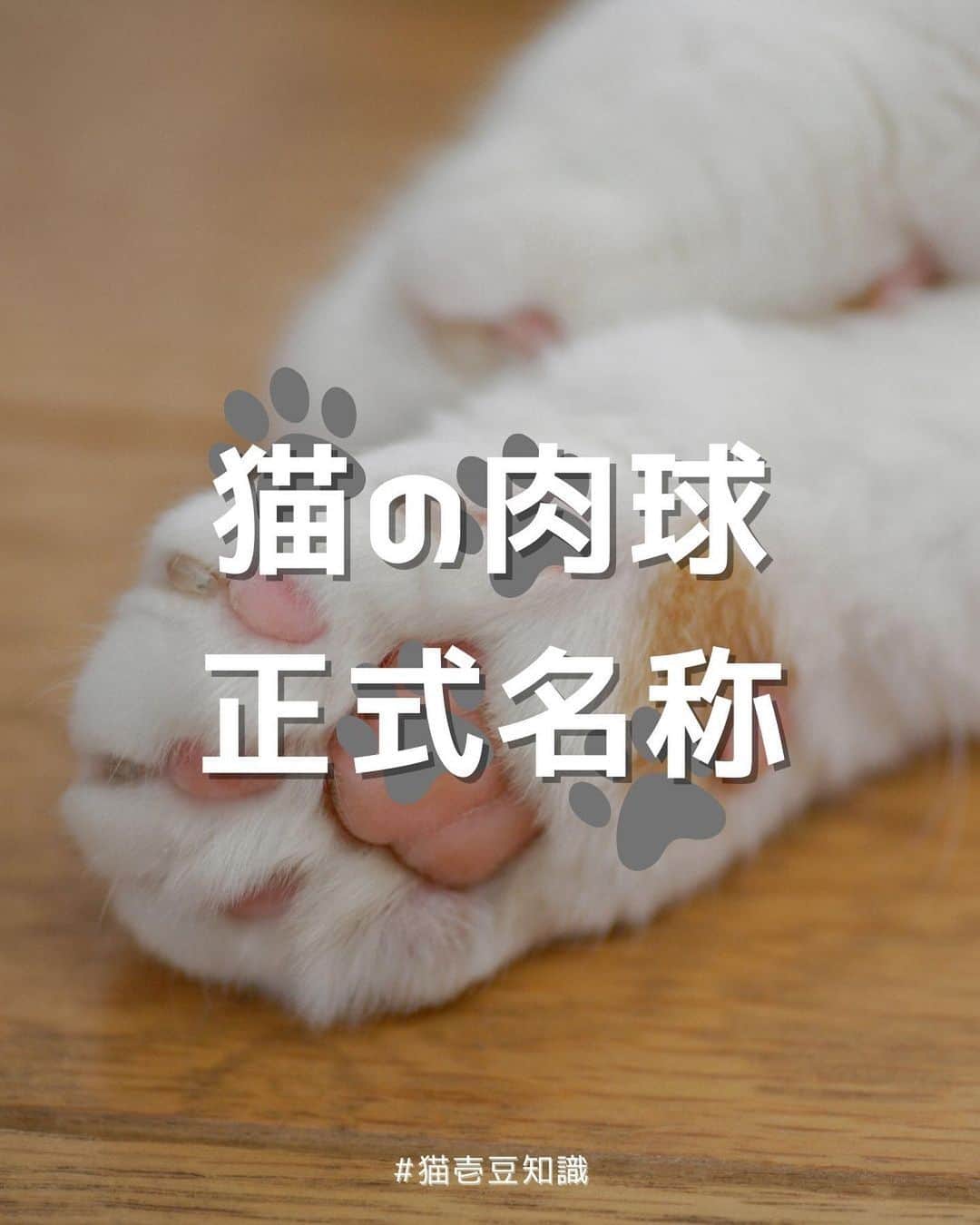 猫壱（ねこいち•ネコイチ）のインスタグラム：「猫の肉球の正式名称知ってる？！  知ってるようで知らない、豆知識をご紹介します👍✨  :::::::::#猫壱 :::::::  猫壱は\猫が幸せ、私も幸せ/をモットーに猫グッズの開発に取り組んでいます♪ ▫ 気になる方は @necoichicojp をチェックしてみてくださいね！ ▫  ................................................  #猫壱豆知識#猫壱#necoichi #ねこあるある #猫あるある」