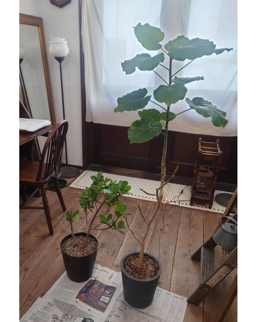 のインスタグラム：「お店のお休み ウンベラータと クルシアロゼア プリンセスの鉢の植え替え  鉢が大きいプリンさんと 鉢が小さくなったウンベ君の鉢を交換 土も新しく追加  スラスラ真っ直ぐ伸びたけど、低いの位置の葉っぱが落ちてしまったウンベ君 少し経ったら形を整えるために剪定してみようかな」