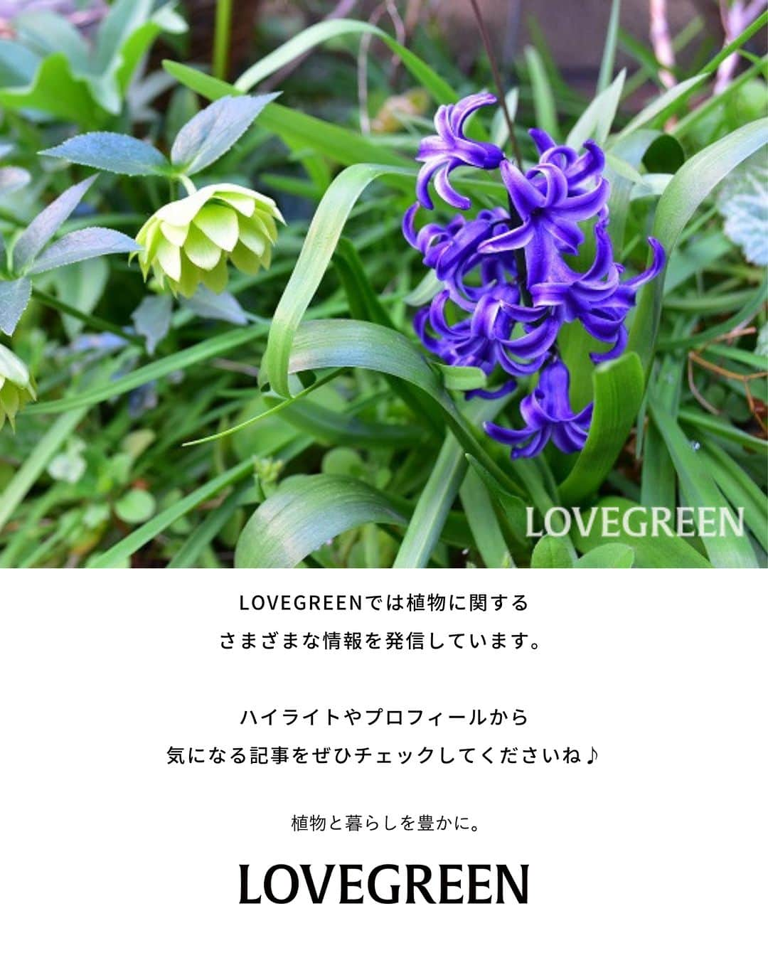 LOVEGREEN -植物と暮らしを豊かに。さんのインスタグラム写真 - (LOVEGREEN -植物と暮らしを豊かに。Instagram)「. 切り花やガーデニングで人気の春の花、ヒヤシンス💐 . 庭に植えたヒヤシンスの球根は、植えっぱなしにできるのでしょうか？ . 実際に植えっぱなしで育てた写真📸とともに、花が終わったあとの球根の管理の仕方をご紹介します✨ . #ヒヤシンス #球根 #庭仕事 #庭の花 #庭 #花 #flower #春の花 #春 #土いじり」4月12日 21時00分 - lovegreen_official