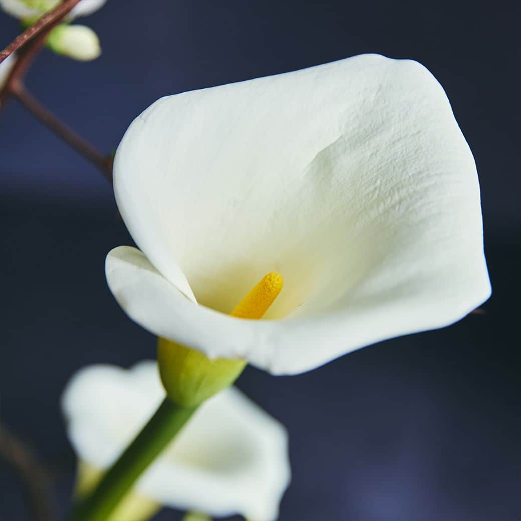 青山フラワーマーケットさんのインスタグラム写真 - (青山フラワーマーケットInstagram)「茎のラインが美しいカラー。 　 長さをいかして飾りたい時は、枝物と合わせるのもひとつのアイデア。 　 花の色を白で合わせれば、和と洋が調和した麗しいマリアージュが生まれます。 　 ▼花材 #カラー（#ウエディングマーチ） #白木瓜 　 #飾り方アイデア #カラーの飾り方 #シロボケ #カラー #calla #春の花 #旬の花 #季節を楽しむ #花とおうち時間 #花を楽しむ #花のある暮らし #花のある日常 #花の飾り方 #花を飾る #花を飾ろう #花を飾る生活 #花 #aoyamaflowermarket #青山フラワーマーケット」4月12日 21時00分 - aoyamaflowermarket