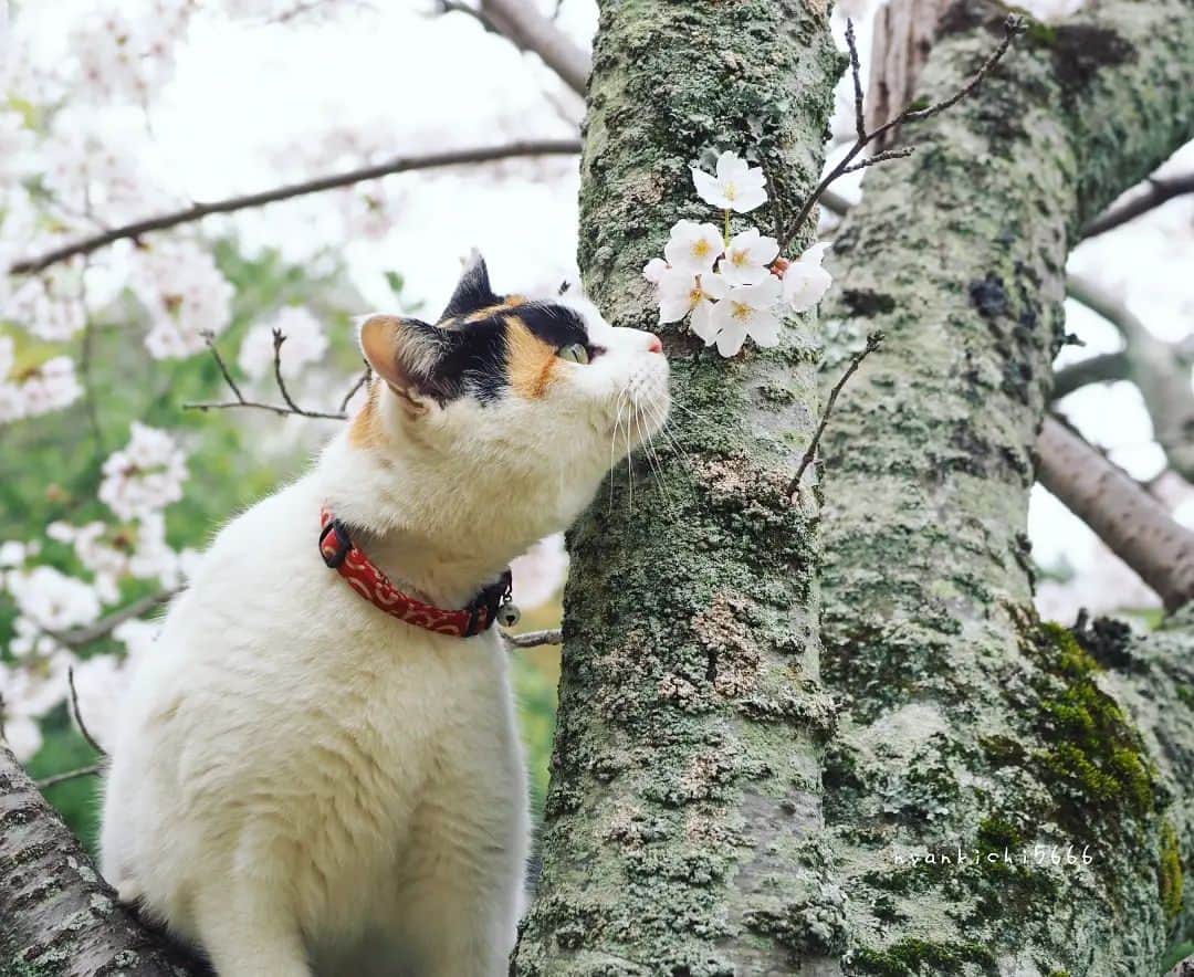 路地裏のにゃん吉のインスタグラム：「scent of spring くんすかくんすか🌸  CAMERA ︰OMD-EM1mark Ⅱ LENZ︰M.ZUIKO DIGITAL ED 12-100mm F4.0 IS PRO   #のらねこ部  #om_system_jp #om写真投稿 #桜 #猫部#nekoclub#แมว#icu_japan #igersjp#猫 #にゃんすたぐらむ#ig_light #cats#ファインダー越しの私の世界 #catsofinstagram #gatto#catloversclub#bnw_catalonia  #東京カメラ部#icu_japan#cute #catstagram#広がり同盟 #bestcatclub #gallery_legit #写真を止めるな#love_bestjapan #lovers_nippon  #team_jp #고양이#にゃんすたぐらむ #art_of_japan」