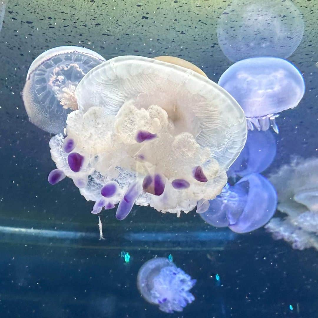 横田ひかるさんのインスタグラム写真 - (横田ひかるInstagram)「Jellyfish dress🪼🫧」4月12日 21時30分 - _rncn950805