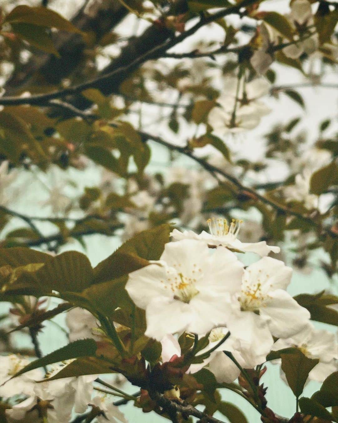 新井美羽さんのインスタグラム写真 - (新井美羽Instagram)「今年の春も綺麗に桜咲きましたね🌸 高二ライフスタートしました🏃‍♀️」4月12日 21時52分 - miu_arai_official