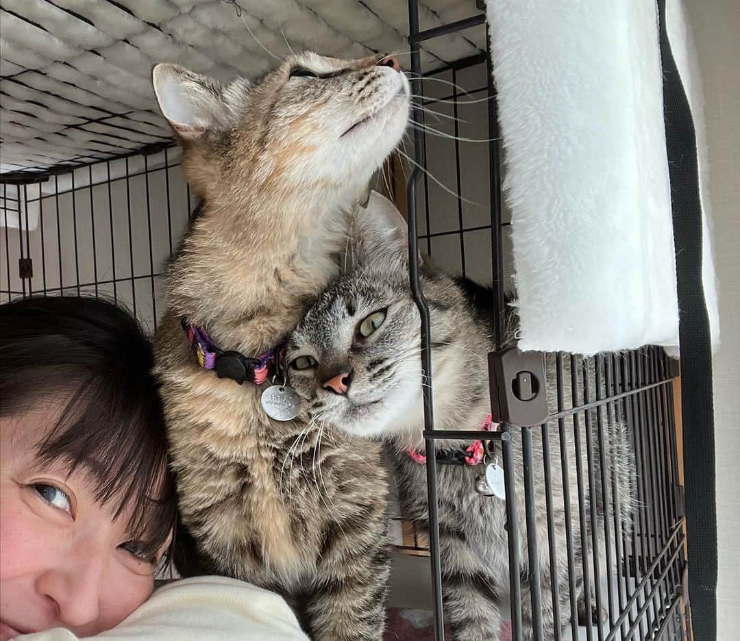 小野真弓さんのインスタグラム写真 - (小野真弓Instagram)「こんにちにゃ❤️  期間限定、我が家の新メンバー 姉妹猫の しちみちゃん&あずきちゃん  少し前に、家族が決まり卒業した、 ちーず&まーがりんと、 同じ家で保護された子たちです☺️  トライアルが決まり、 しばしの待機時間を〜 我が家で過ごす事になりました🏡❤️  保護場所も、ご近所木更津なので、 里帰りにゃね🐾  保護時は、 ビクビクしてましたが、、  しばらく過ごしていた @wanbojapan さんのお陰で ベタベタにゃんこに なってました🥺💖  ひと月程の期間限定ですが、 よろちくにゃ😆🐾  #トライアル待機 #姉妹猫#あずき#しちみ #預かりさん#預かりボランティア #むぎわら猫#人間大好き#でれにゃん」4月12日 13時06分 - hanaharuaroi