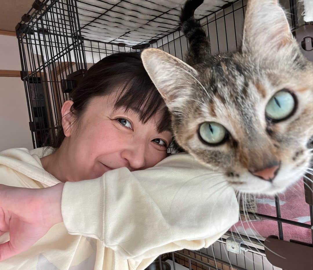 小野真弓さんのインスタグラム写真 - (小野真弓Instagram)「こんにちにゃ❤️  期間限定、我が家の新メンバー 姉妹猫の しちみちゃん&あずきちゃん  少し前に、家族が決まり卒業した、 ちーず&まーがりんと、 同じ家で保護された子たちです☺️  トライアルが決まり、 しばしの待機時間を〜 我が家で過ごす事になりました🏡❤️  保護場所も、ご近所木更津なので、 里帰りにゃね🐾  保護時は、 ビクビクしてましたが、、  しばらく過ごしていた @wanbojapan さんのお陰で ベタベタにゃんこに なってました🥺💖  ひと月程の期間限定ですが、 よろちくにゃ😆🐾  #トライアル待機 #姉妹猫#あずき#しちみ #預かりさん#預かりボランティア #むぎわら猫#人間大好き#でれにゃん」4月12日 13時06分 - hanaharuaroi