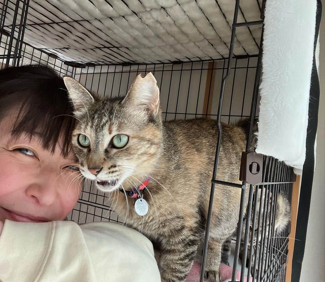小野真弓さんのインスタグラム写真 - (小野真弓Instagram)「こんにちにゃ❤️  期間限定、我が家の新メンバー 姉妹猫の しちみちゃん&あずきちゃん  少し前に、家族が決まり卒業した、 ちーず&まーがりんと、 同じ家で保護された子たちです☺️  トライアルが決まり、 しばしの待機時間を〜 我が家で過ごす事になりました🏡❤️  保護場所も、ご近所木更津なので、 里帰りにゃね🐾  保護時は、 ビクビクしてましたが、、  しばらく過ごしていた @wanbojapan さんのお陰で ベタベタにゃんこに なってました🥺💖  ひと月程の期間限定ですが、 よろちくにゃ😆🐾  #トライアル待機 #姉妹猫#あずき#しちみ #預かりさん#預かりボランティア #むぎわら猫#人間大好き#でれにゃん」4月12日 13時06分 - hanaharuaroi