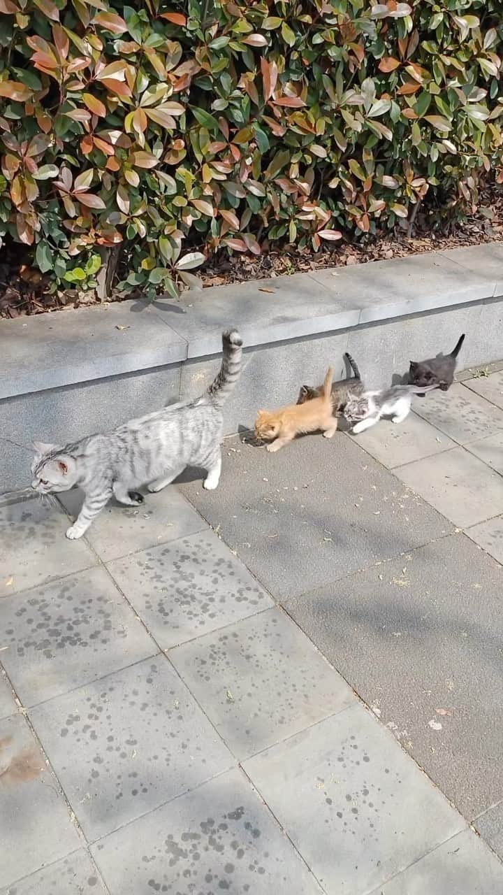 のインスタグラム：「Kittens are one of life’s greatest pleasures. Watching them is nature’s anti depressant.  @ 壹百分男孩💯  #meowed #cutecat #cat #catwalk #family #kitten」