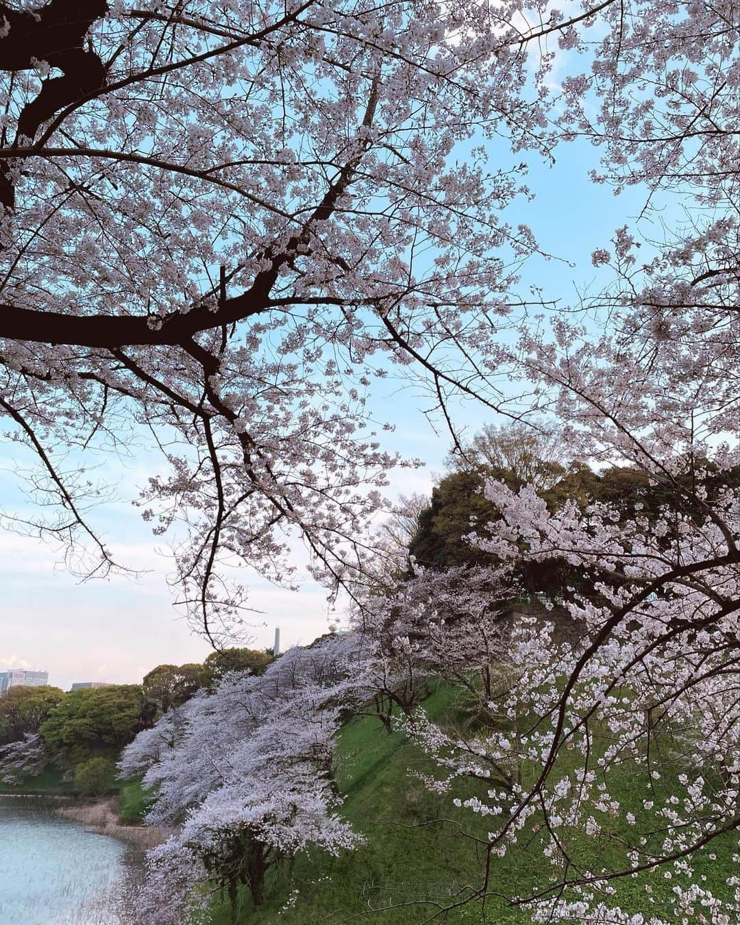 西出薫のインスタグラム：「桜🌸  大好きな桜♡  #時差投稿 #桜 #千鳥ヶ淵 #千鳥ヶ淵の桜 #thankyousomuch」