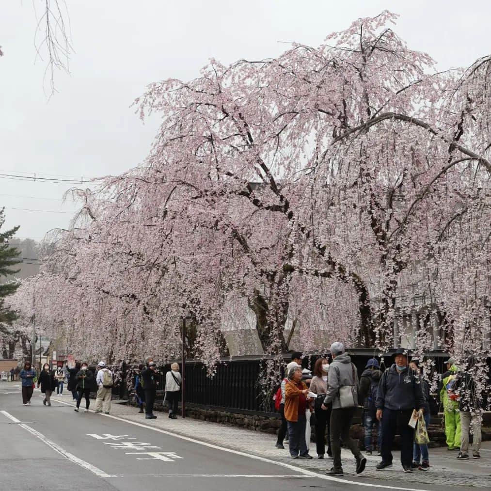 千種ゆり子のインスタグラム：「初の角館🌸 . 桜チェイサーとして東北北部にきました！ . 武家屋敷とシダレザクラが名物です🌸 . . . #sakura  #japan  #cherylblossom  #秋田  #角館  #角館武家屋敷」