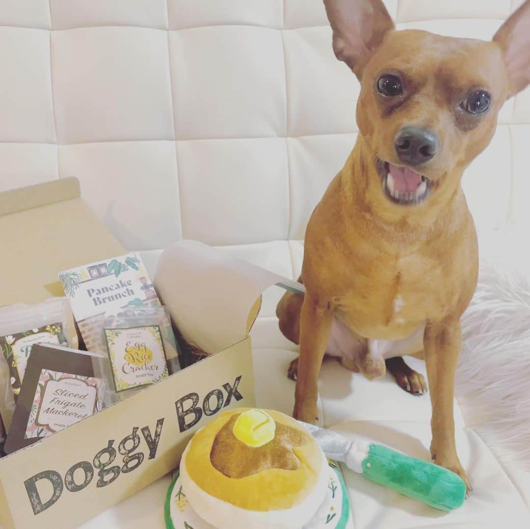 Arisa Nanaseさんのインスタグラム写真 - (Arisa NanaseInstagram)「Doggy box @doggybox_jp さんからドギーボックスが届いたよ😍 アイビー久しぶりのboxに大興奮🐕✨✨✨ 今月はパンケーキ🥞🥰 このあと、パンケーキ食べたくなって人間もパンケーキ食べました笑  わんちゃんにはおやつがたくさんついてるので、それをあげてください🙆‍♀️ フォークくわえるの笑えます😍❤️ #doggybox #ドギボ　pr #ドギーボックス4月号 #4月号　#ミニピン  #犬がいる生活」4月12日 13時58分 - arisa.nanase