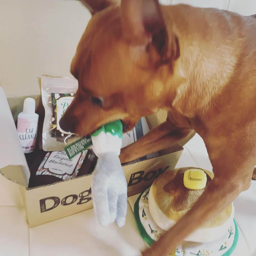 Arisa Nanaseさんのインスタグラム写真 - (Arisa NanaseInstagram)「Doggy box @doggybox_jp さんからドギーボックスが届いたよ😍 アイビー久しぶりのboxに大興奮🐕✨✨✨ 今月はパンケーキ🥞🥰 このあと、パンケーキ食べたくなって人間もパンケーキ食べました笑  わんちゃんにはおやつがたくさんついてるので、それをあげてください🙆‍♀️ フォークくわえるの笑えます😍❤️ #doggybox #ドギボ　pr #ドギーボックス4月号 #4月号　#ミニピン  #犬がいる生活」4月12日 13時58分 - arisa.nanase