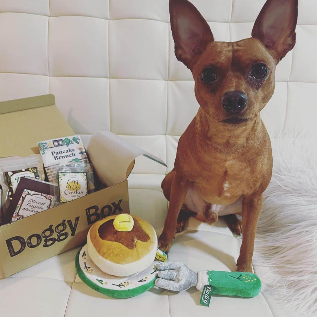 Arisa Nanaseさんのインスタグラム写真 - (Arisa NanaseInstagram)「Doggy box @doggybox_jp さんからドギーボックスが届いたよ😍 アイビー久しぶりのboxに大興奮🐕✨✨✨ 今月はパンケーキ🥞🥰 このあと、パンケーキ食べたくなって人間もパンケーキ食べました笑  わんちゃんにはおやつがたくさんついてるので、それをあげてください🙆‍♀️ フォークくわえるの笑えます😍❤️ #doggybox #ドギボ　pr #ドギーボックス4月号 #4月号　#ミニピン  #犬がいる生活」4月12日 13時58分 - arisa.nanase