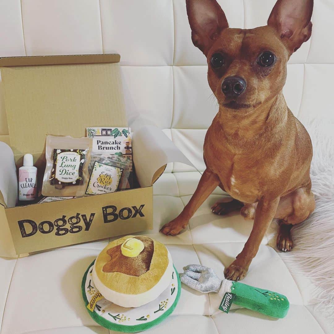 Arisa Nanaseさんのインスタグラム写真 - (Arisa NanaseInstagram)「Doggy box @doggybox_jp さんからドギーボックスが届いたよ😍 アイビー久しぶりのboxに大興奮🐕✨✨✨ 今月はパンケーキ🥞🥰 このあと、パンケーキ食べたくなって人間もパンケーキ食べました笑  わんちゃんにはおやつがたくさんついてるので、それをあげてください🙆‍♀️ フォークくわえるの笑えます😍❤️ #doggybox #ドギボ　pr #ドギーボックス4月号 #4月号　#ミニピン  #犬がいる生活」4月12日 13時58分 - arisa.nanase