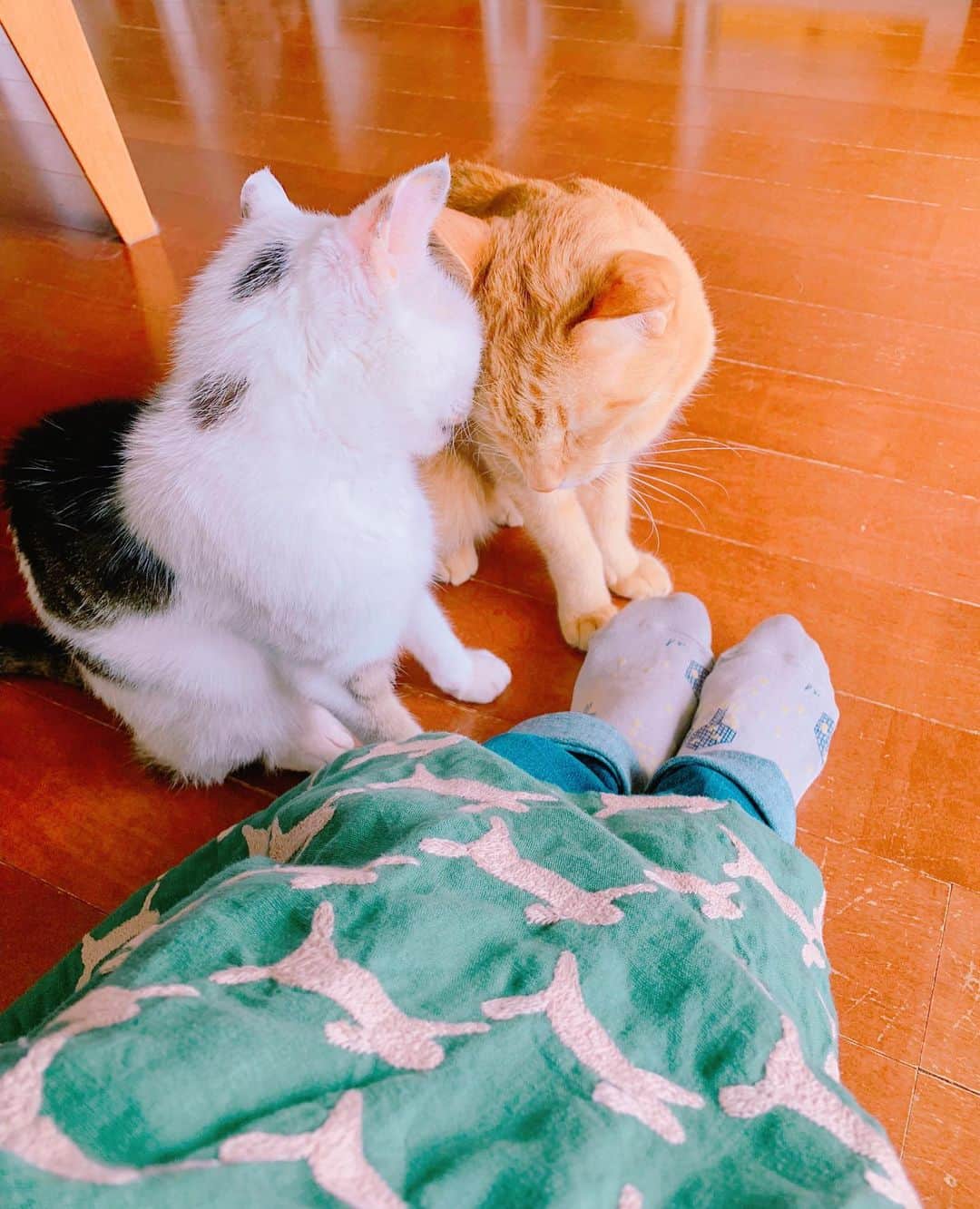 小桜エツ子さんのインスタグラム写真 - (小桜エツ子Instagram)「仲良し2匹。  ワンピースは自作。 昨日少し手直ししてだいぶ着やすくなった。  #ミナペルホネン」4月12日 14時24分 - kozaetu