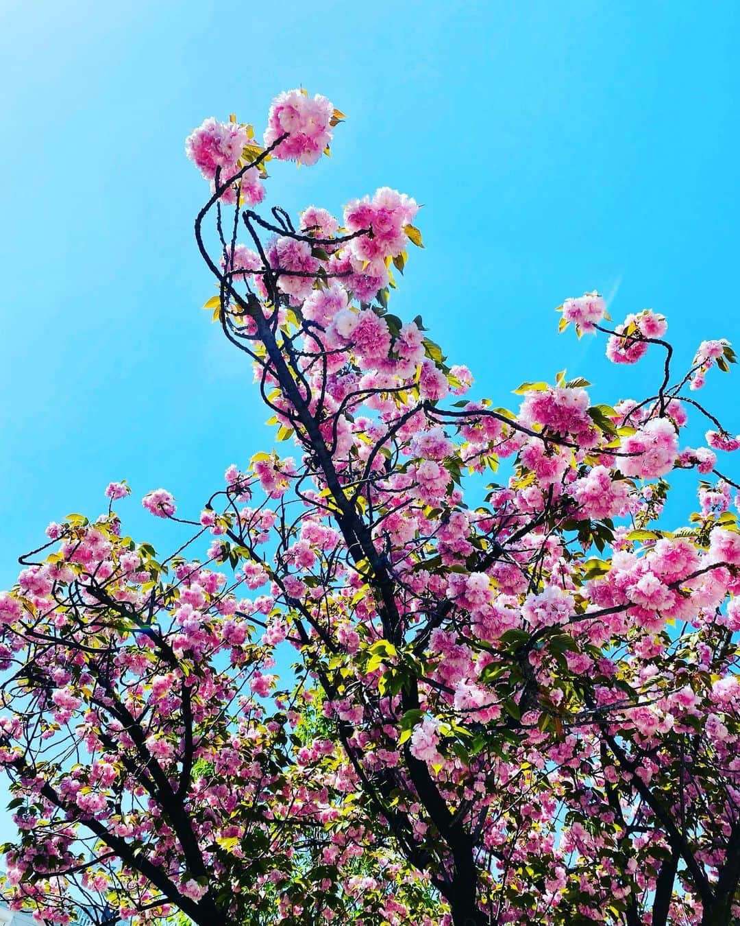 佐伯紅緒さんのインスタグラム写真 - (佐伯紅緒Instagram)「桜の見納め  #桜 #cherryblossom」4月12日 14時24分 - beniosaeki