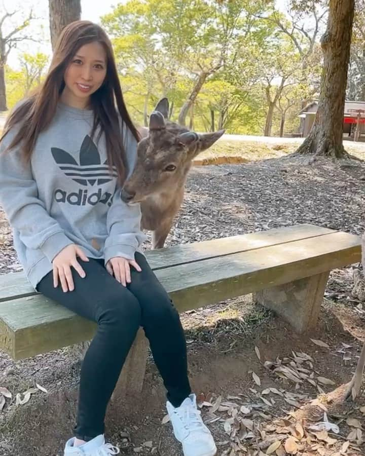 橘楓のインスタグラム：「.  楓鹿🦌🐱🍁  (ᐢ ˙꒳​˙ ᐢ)ﾋﾟｮｺ  姉がうちの犬🐕に似てるって騒いでた🦌  .  . #関西#帰省#散歩#世界遺産#旅#京都#奈良#大阪#奈良の鹿#旅#桜#お花見#インスタ映え#映えスポット#わくわく#🌸」