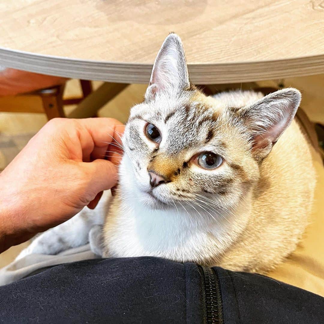 田中要次のインスタグラム：「出発5分前の妨害行為 #猫Guri #Bo_nyans #猫のいる暮らし」