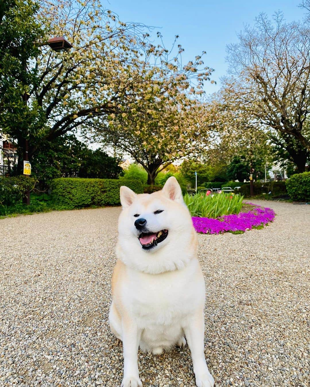 Kazumi-Gakumamaさんのインスタグラム写真 - (Kazumi-GakumamaInstagram)「今朝は、10時半から大谷選手の登板試合だと言うのに、うちの集合住宅、電気工事にともなう停電の為、ﾅﾝﾄﾅﾝﾄ10時から13時まで停電予定でした😭 *  きっと、今までに何回かあったような「停電」と言っても、実際に停電するのはほんの数分の事だろうと、高を括っていたら、本当に大規模停電にビックリ‼︎ *  断水する可能性もあるので、汲み置きするように！なんて書いてあったけど、断水はなかったのでトイレは懐中電灯さえ点ければセーフ🚽 *  それにしても、10時くらいから12時20分(実際には予定より40分くらい早く終了)くらいまでテレビも見られず、スマホで試合の進行状況は把握出来たものの、停電が本当に恨めしかったです😣 *  結局、試合を見られた時には大谷投手の姿がリリーフ投手のキハーダ投手に代わってました😱 *  写真は昨日の夕ん歩の写真🤳 * * *  鬱金桜と御衣黄桜をバックに記念撮影📷 *  さくらの散歩道にある｢鬱金」(ウコン)、｢御衣黄」(ギョイコウ)ともにサトザクラの園芸種で、花色が黄緑色の珍しい桜です。 *  ふたつの違いですが、御衣黄桜は、鬱金桜よりも花の緑色が強く、花弁には厚みがあり、鬱金桜の方が御衣黄桜に比べて、花はやや大ぶりな印象だそうです🌸 🐾----*----*----*----🐾  Today there was a power outage for two and a half hours at the housing complex where I live, so I couldn't watch the Angels game, and when I finally got to see it, pitcher Ohtani wasn't there😭 *  But I'm happy that Ohtani became the winning pitcher👏👏👏 *  The photo is from yesterday evening🐕 *  Gaku took a commemorative photo with rare grangiflora cherry blossoms and gyoiko cherry blossoms in the background🌸 🐾----*----*----*----🐾 #柴犬 #岳 #柴犬岳 #柴犬ガク#gaku #shibainugaku #shiba #shibainu #shibastagram #いぬすたぐらむ #dogsofinstagram #ワンフルエンサー  #hermoso #Instagram #weeklyfluff #🐕📷 #pecoいぬ部 #pecotv #さくらの散歩道 #さくら #桜  #cherryblossoms #鬱金桜 #御衣黄桜 #grangiflora #gyoiko #2勝目 #停電 #blackout  #20230412」4月12日 15時34分 - shibainu.gaku