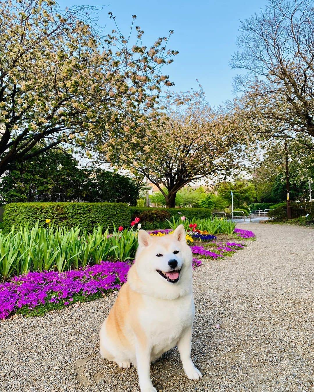 Kazumi-Gakumamaさんのインスタグラム写真 - (Kazumi-GakumamaInstagram)「今朝は、10時半から大谷選手の登板試合だと言うのに、うちの集合住宅、電気工事にともなう停電の為、ﾅﾝﾄﾅﾝﾄ10時から13時まで停電予定でした😭 *  きっと、今までに何回かあったような「停電」と言っても、実際に停電するのはほんの数分の事だろうと、高を括っていたら、本当に大規模停電にビックリ‼︎ *  断水する可能性もあるので、汲み置きするように！なんて書いてあったけど、断水はなかったのでトイレは懐中電灯さえ点ければセーフ🚽 *  それにしても、10時くらいから12時20分(実際には予定より40分くらい早く終了)くらいまでテレビも見られず、スマホで試合の進行状況は把握出来たものの、停電が本当に恨めしかったです😣 *  結局、試合を見られた時には大谷投手の姿がリリーフ投手のキハーダ投手に代わってました😱 *  写真は昨日の夕ん歩の写真🤳 * * *  鬱金桜と御衣黄桜をバックに記念撮影📷 *  さくらの散歩道にある｢鬱金」(ウコン)、｢御衣黄」(ギョイコウ)ともにサトザクラの園芸種で、花色が黄緑色の珍しい桜です。 *  ふたつの違いですが、御衣黄桜は、鬱金桜よりも花の緑色が強く、花弁には厚みがあり、鬱金桜の方が御衣黄桜に比べて、花はやや大ぶりな印象だそうです🌸 🐾----*----*----*----🐾  Today there was a power outage for two and a half hours at the housing complex where I live, so I couldn't watch the Angels game, and when I finally got to see it, pitcher Ohtani wasn't there😭 *  But I'm happy that Ohtani became the winning pitcher👏👏👏 *  The photo is from yesterday evening🐕 *  Gaku took a commemorative photo with rare grangiflora cherry blossoms and gyoiko cherry blossoms in the background🌸 🐾----*----*----*----🐾 #柴犬 #岳 #柴犬岳 #柴犬ガク#gaku #shibainugaku #shiba #shibainu #shibastagram #いぬすたぐらむ #dogsofinstagram #ワンフルエンサー  #hermoso #Instagram #weeklyfluff #🐕📷 #pecoいぬ部 #pecotv #さくらの散歩道 #さくら #桜  #cherryblossoms #鬱金桜 #御衣黄桜 #grangiflora #gyoiko #2勝目 #停電 #blackout  #20230412」4月12日 15時34分 - shibainu.gaku