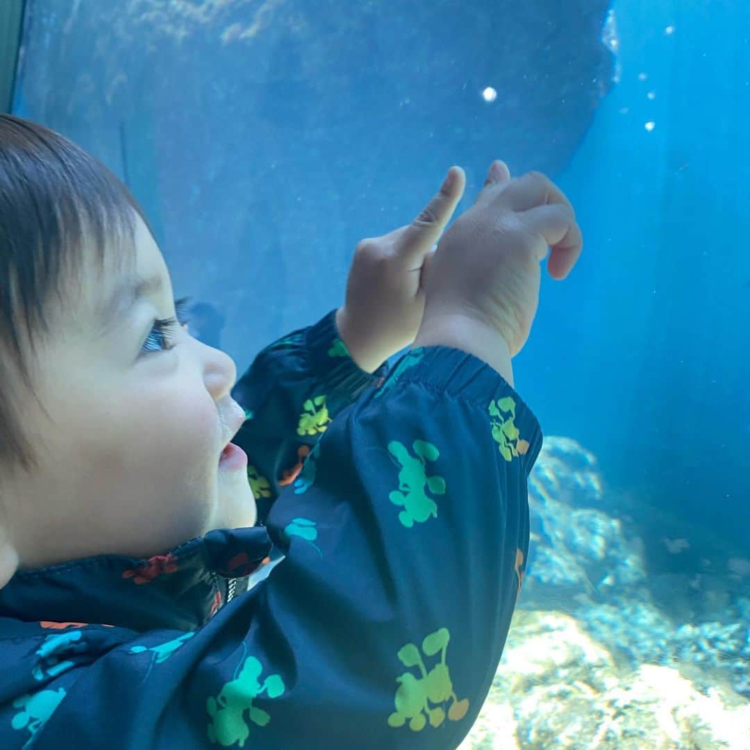 豊崎由里絵のインスタグラム：「. 葛西臨海公園へ行って来ました🌸 水族館へ行ったり 干潟に入って泥んこ遊びをしたり！  ひざびさに裸足で泥を踏む感触、 にゅるーんとして笑いが止まりませんでした🤣  次からはテントを持って行こう！  #葛西臨海水族園　#葛西臨海公園」