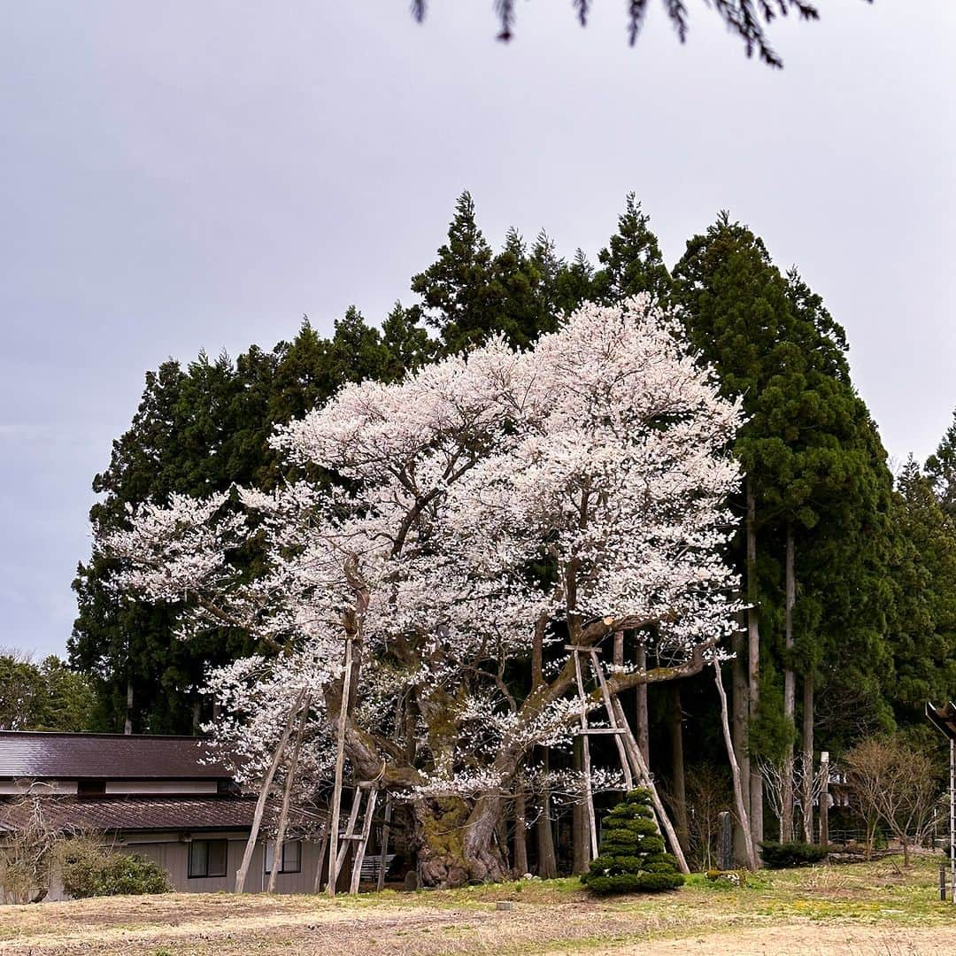 やまがた長井観光局のインスタグラム：「『草岡の大明神桜』長井市西根🌸 例年よりもびっくりするほど早く見頃を迎えてます！ #花より団子 な方に朗報🍡 #みんなの文楽 でおなじみの「西根コミュニティセンター」さんが温かくて美味しい一品をご用意してくれてます😋  古代の丘資料館の横に咲く #八重桜 も見頃でした🌸 地元食材を使った絶品お蕎麦が味わえる『縄文そばの館』はゴールデンウィークからオープン予定とのこと🍜 OPEN情報はコチラ @joumonsoba   そのほか #置賜さくら回廊 の名所・見頃情報は 置賜さくら回廊 公式インスタグラム @okitama_sakura でチェックしてみてください♪  #山形 #おきたま #長井市 #長井旅 #ながいたび #東洋のアルカディア #やまがたアルカディア観光局  #さくら #桜 #サクラ #お花見 #開花状況 #見頃 #草岡の大明神桜 #桜巡り」