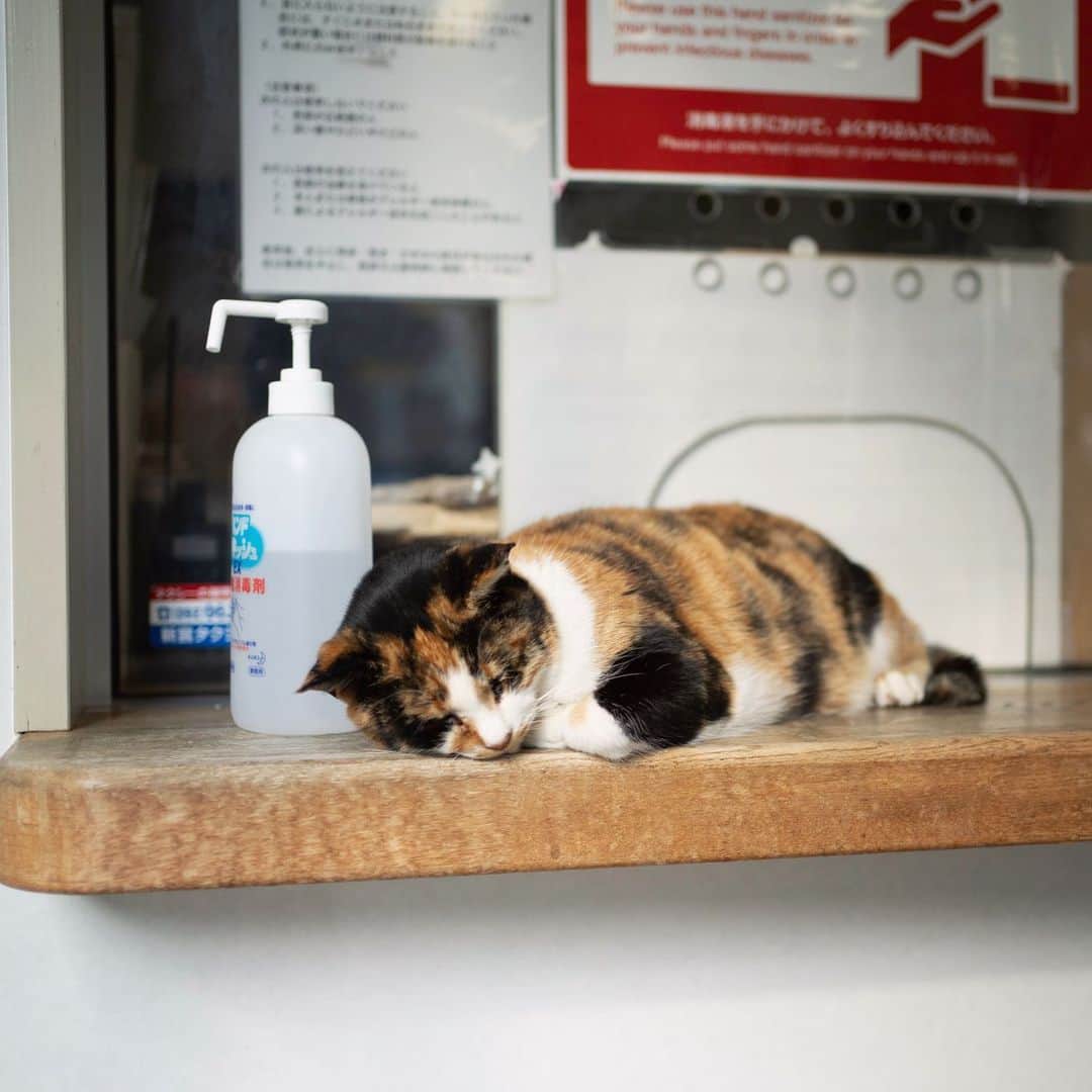 五十嵐健太のインスタグラム：「受付嬢 #猫　#cat #三毛猫」