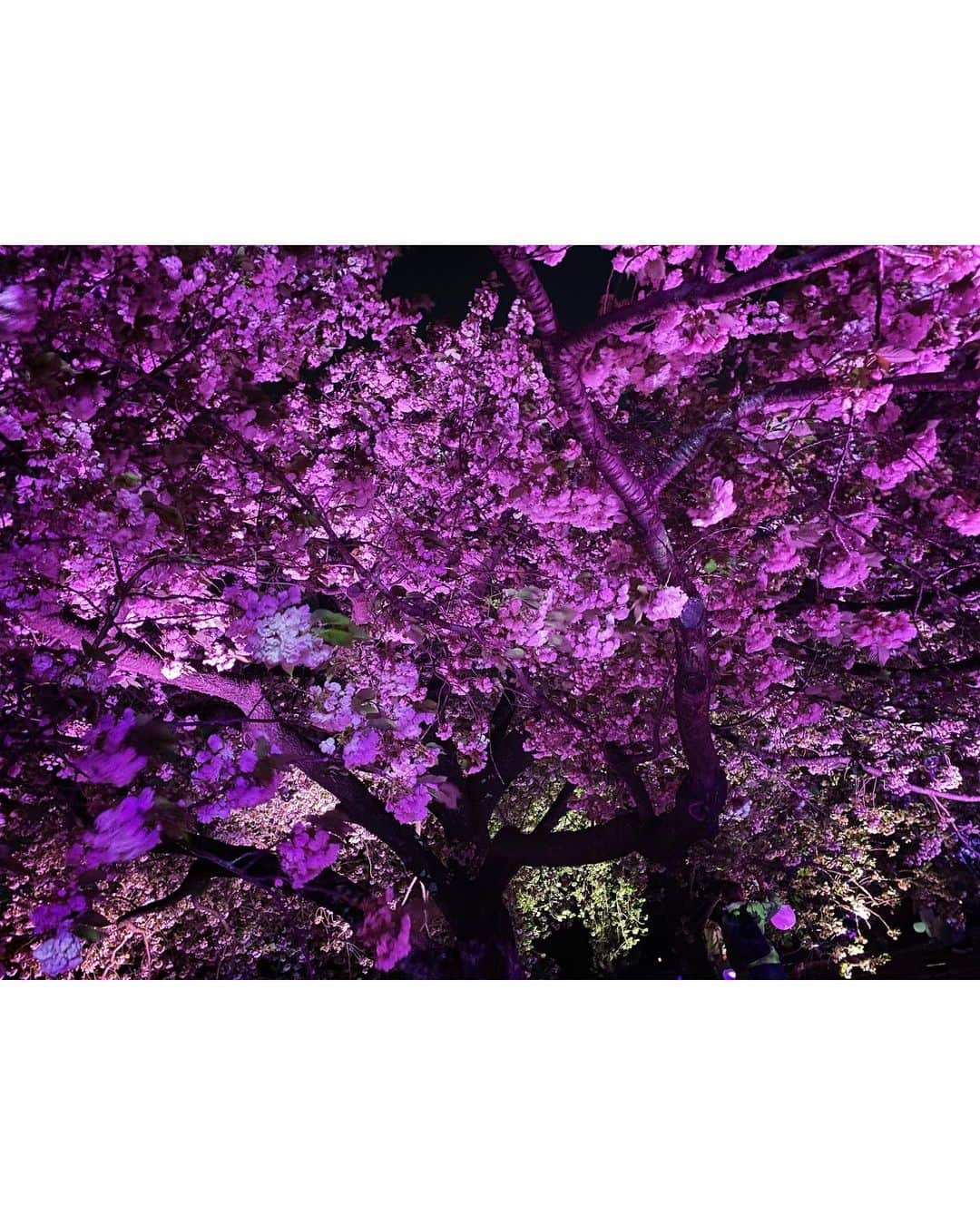 南早紀さんのインスタグラム写真 - (南早紀Instagram)「新宿御苑の夜桜を見に行ってきました✨ 新宿御苑が広すぎて、時間内に全てを見れなかった…😂笑 また見に行きたくなるほど、本当に幻想的で素敵だったなぁ☺️🌸」4月12日 16時08分 - minamisaki1119